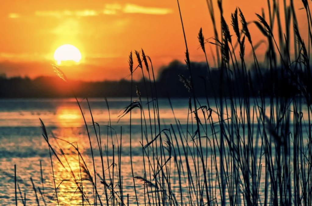 sunset over the ocean with natural vegetation in the foreground